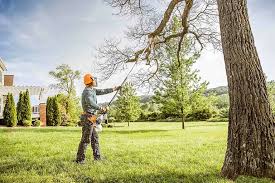 Best Tree Removal  in Sawgrass, FL